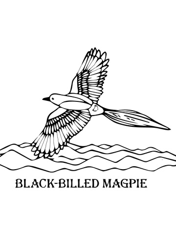 Black Billed Magpie Coloring Page